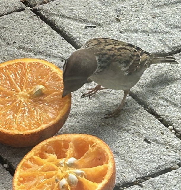 IMG_8097.jpeg